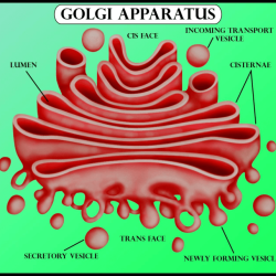 Golgi apparatus teachmephysiology