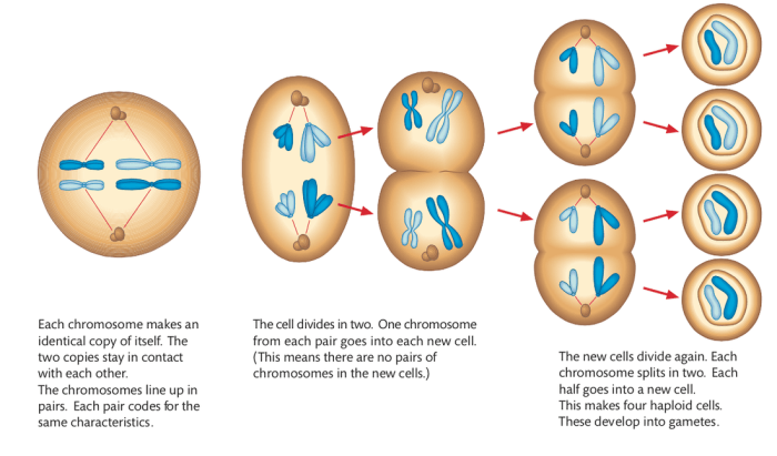 If a dog cell has 72 chromosomes