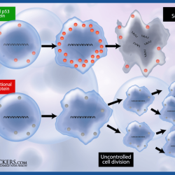 Click and learn the p53 gene and cancer