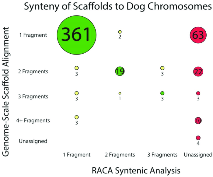 If a dog cell has 72 chromosomes