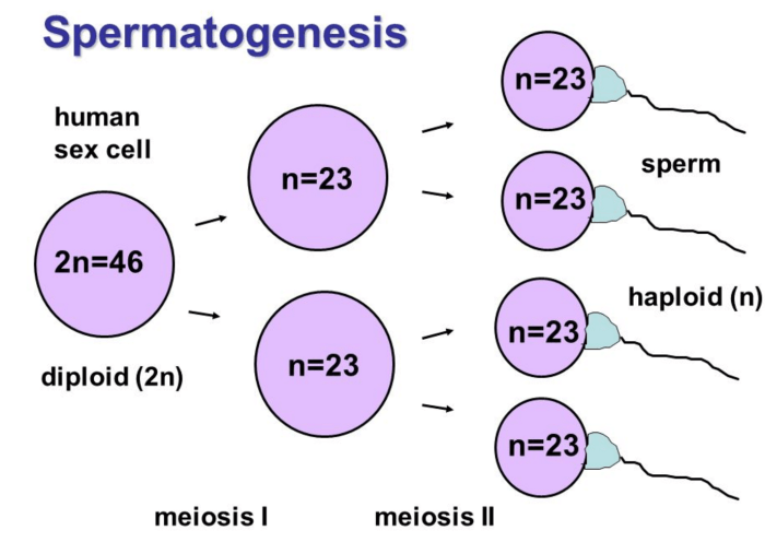 Karyotype inheritance chromosomes autosomes genetics