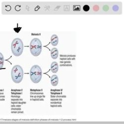 Banding canine chromosome metaphase obtained