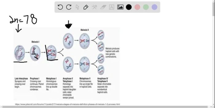 Banding canine chromosome metaphase obtained