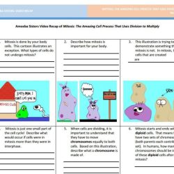 Amoeba sisters prokaryotes and eukaryotes answer key