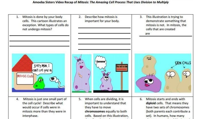 Amoeba sisters prokaryotes and eukaryotes answer key