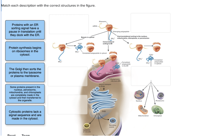 Match each description with the correct polysaccharide.