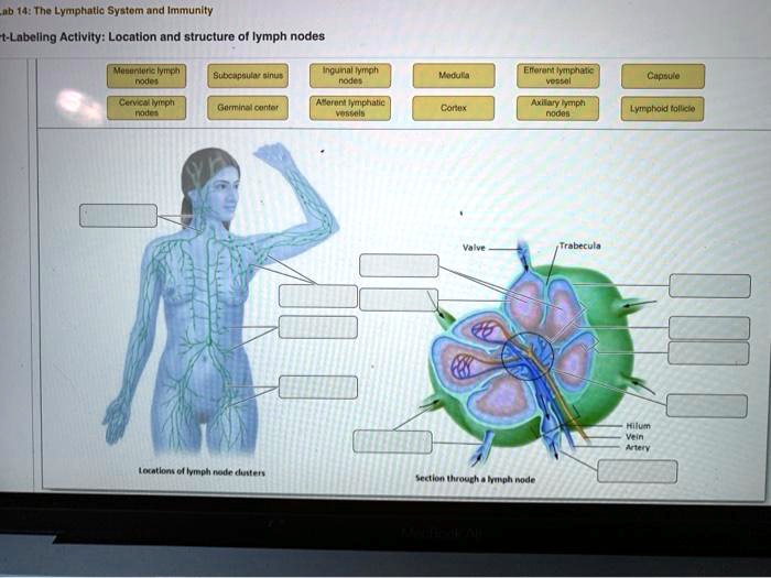 Art-labeling activity location and structure of lymph nodes