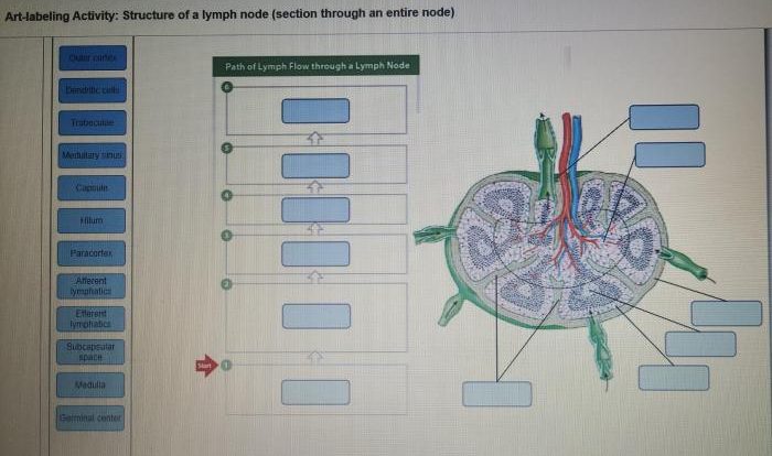 Lymphatic system drainage massage diagram lymphedema manual lymph lipedema vessels function nodes body upper detox flow google via only main