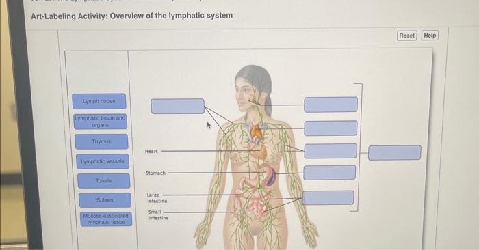 Lymph lymphatic nodes lenf labeled ganglion tissue reticular drainage lymphknoten sinus cortex medullary subcapsular sinuses vessel functions efferent lymphocyte fibers