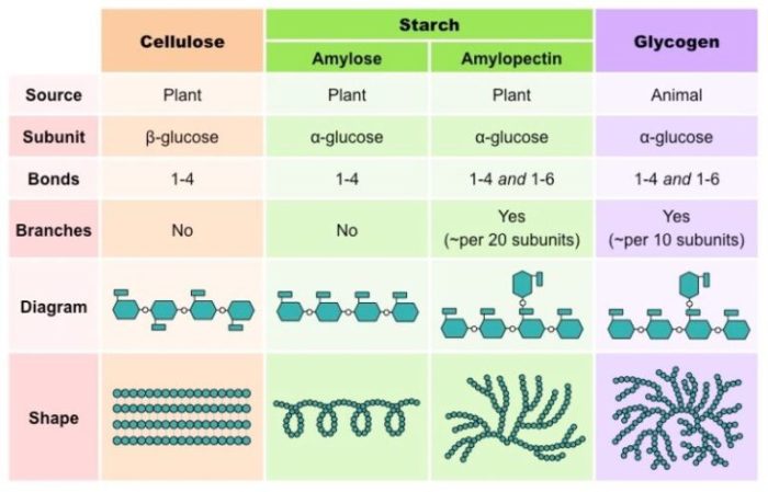 Match each description with the correct polysaccharide.