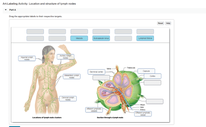 Art-labeling activity location and structure of lymph nodes